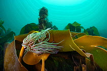 Snakelocks anemone (Anemonia viridis) flowing in the current on frond of Golden kelp (Laminaria ochroleuca). Lamora Cove, West Cornwall, UK, Atlantic Ocean.