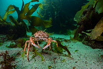 Spiny spider crab (Maja brachydactyla) moving over sandy seabed, Lamorna Cove, West Cornwall, UK, Atlantic Ocean.