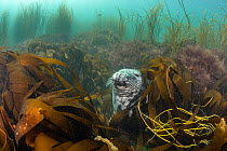 Grey seal (Halichoerus grypus) resting among Golden kelp forest (Laminaria ochroleuca), Lundy Island, Bristol Channel, Devon, UK.