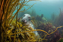 Grey seal (Halichoerus grypus) amongst Serated wrack (Fucus serratus) and Thongweed (Himanthalia elongata) on seabed, Lundy Island, Bristol Channel, Devon, UK.