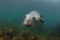 Grey seal (Halichoerus grypus) juvenile female, swimming over reef covered in algae, Lundy Island, Bristol Channel, Devon, UK.