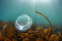 Crystal jellyfish (Aequorea victoria) floating above Golden Kelp forest (Laminaria ochroleuca) Lundy Island, Bristol Channel, Devon, UK.