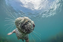 Grey seal (Halichoerus grypus) swimming in shallow water with blue sky above, Lundy Island, Bristol Channel, Devon, UK.