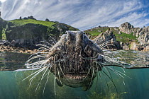Split level view of Grey seal (Halichoerus grypus) female, at surface showing nostrils and whiskers, with island behind, Lundy Island, Bristol Channel, Devon, UK. July.