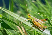 Large marsh grasshopper (Stethophyma grossum) resting on blade of grass, Italian Dolomites, Italy. August.