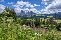 Odle/ Geisler mountain group viewed from Alpe di Siusi in summer, Puez-Odle Nature Park, South Tyrol, Italian Dolomites, Italy. August, 2023.