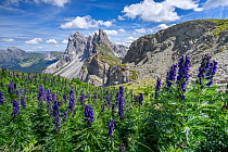 Monkshood (Aconitum napellus) in flower on mountainside with view to Seceda Mountain on the Adolf Munkel Hiking route, Odle/ Geisler mountain group, Puez-Odle Nature Park, South Tyrol, Italian Dolomit...
