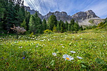 Wildflower meadow on Adolf Munkel hiking trail, with Odle/ Geisler mountain group behind, Puez-Odle Nature Park, South Tyrol, Italian Dolomites, Italy. August, 2023.