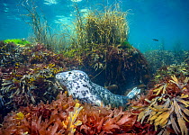 Grey seal (Halichoerus grypus) resting amongst seaweed on seabed, Lundy Island, Devon, Bristol Channel, UK.