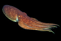 Curled octopus (Eledone cirrhosa) swimming at night in open water, Lizard Peninsula, Cornwall, UK, Atlantic Ocean.