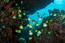 Barberfish (Johnrandallia nigrirostris) school swimming under a rocky ledge, Baja California, Mexico, Sea of Cortez.