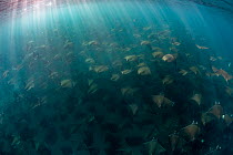 Munk's devil rays (Mobula munkiana) large shoal  aggregating underwater with sunrays penetrating sea surfcae, La Ventana, Baja California, Mexico, Sea of Cortez.