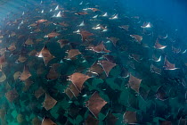 Munk's devil rays (Mobula munkiana) large shoal  aggregating underwater, La Ventana, Baja California, Mexico, Sea of Cortez.