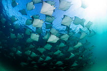 Munk's devil rays (Mobula munkiana) large shoal  aggregating underwater, La Ventana, Baja California, Mexico, Sea of Cortez.