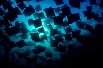 Munk's devil rays (Mobula munkiana) large shoal  aggregating underwater, silhouetted in evening sunlight, La Ventana, Baja California, Mexico, Sea of Cortez.