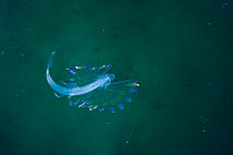 Tripodfish (Bathypterois grallator) larval stage, portrait, La Ventana, Baja California, Mexico, Pacific Ocean.