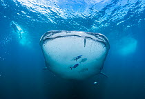 Whale shark (Rhincodon typus) swimming close to surface accompanied by three Pilot fish (Naucrates ductor) with snorkeler swimming above, La Ventana, Baja California, Sea of Cortez, Mexico. Endangered...