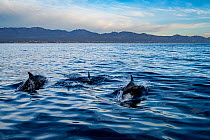 Three Common bottlenose dolphins (Tursiops truncatus) porpoising off the coast of La Ventana, Sea of Cortez, Baja California, Mexico.