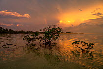 Red mangroves (Rhizophora mangle) backlit at sunset with lightning and rainbow in background, Eleuthera, Bahamas, Caribbean Sea.