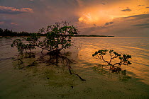 Red mangroves (Rhizophora mangle) backlit at sunset with lightning in background, Eleuthera, Bahamas, Caribbean Sea.