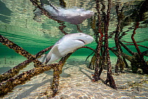 Lemon shark (Negaprion brevirostris) pup swimming through roots of Red mangrove tree (Rhizophora mangle), Eleuthera, Bahamas, Caribbean Sea.