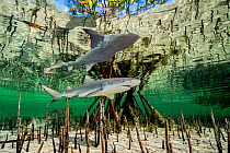 Lemon shark (Negaprion brevirostris) pup in mangrove nursery, Eleuthera, Bahamas, Caribbean Sea.