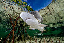 Lemon shark (Negaprion brevirostris) pup in mangrove nursery, Eleuthera, Bahamas, Caribbean Sea.