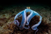 Caribbean reef octopus (Octopus briareus) hunting on seabed at night, Seahorse National Park, Bahamas, Caribbean Sea.