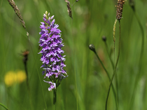 Common spotted orchid (Dactylorhiza fuchsii) in flower, Hilfield Hill Nature Reserve, Dorset, England, UK. June.