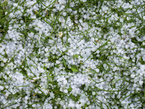 Garden lawn covered in hailstones, Ringwood, Hampshire, England, UK. April, 2023.