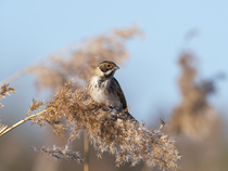 Common reed bunting (Emberiza schoeniclus) male in winter plumage, perched on the seed head of Common reed (Phragmites australis), Radipole Lake RSPB Reserve, Weymouth, Dorset, England, UK. January.