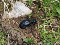 Black oil beetle (Meloe proscarabaeus) digging and chewing at plant roots on a grassy verge, Garston Wood RSPB Reserve, Dorset, England, UK. April.