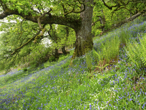 Greater stitchwort (Stellaria holostea), Bluebells (Hyacinthoides non-scripta) and Soft shield fern (Polystichum setiferum) in deciduous woodland, Naddle Forest, RSPB Haweswater Nature Reserve, Lake D...