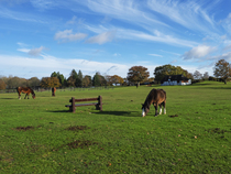 New Forest ponies grazing by the cricket green near Bolton's Bench, Lyndhurst, New Forest National Park, Hampshire, England, UK. November, 2022.