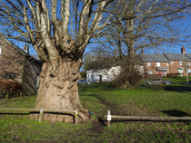 The 'Martyrs tree', a Sycamore (Acer pseudoplatanus) tree meeting place of the Tolpuddle Martyrs and where the Trade Union movement was first born, Tolpuddle, Dorset, England, UK. January, 2...