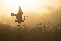 Cocoi heron (Ardea cocoi) taking flight, backlit by morning sunlight, Cuiaba River, Pantanal region, Brazil.