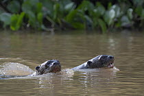 Two Giant river otters (Pteronura brasiliensis) swimming in river, Cuiaba River, Pantanal region, Brazil. Endangered.