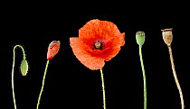 Common poppy (Papaver rhoeas) in different stages of development, Devon, UK. July. Composite image.