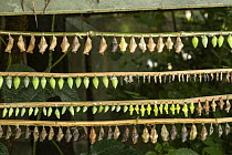 Tropical butterfly pupae hanging from bamboo canes awaiting emergence of adults. Butterfly house, Devon, UK. July. Captive.