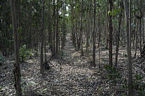 Southern blue gum (Eucalyptus globulus) forest, Portugal. June.