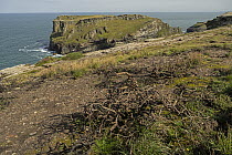 Regrowth of vegetation on clifftop one year after major fire, Tintagel, Cornwall, UK. August, 2023.