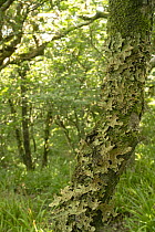 Tree lungwort lichen (Lobaria pulmonaria) growing on tree trunk in  temperate rainforest habitat, The Dizzard, north Cornwall, UK. August.