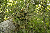 Tree lungwort lichen (Lobaria pulmonaria) growing on branch in  temperate rainforest habitat, The Dizzard, north Cornwall, UK. August.