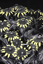 Black eyed susan (Rudbeckia sp.) flowers under UV light on black background.