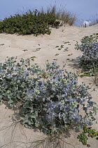 Sea holly (Eryngium maritimum) on sand dunes, Portugal. June.