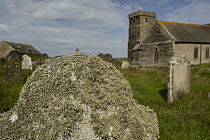 Sea ivory lichen (Ramalina siliquosa) covering gravestone in coastal churchyard, Tintagel, Cornwall, UK. August.