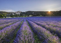 Lavender (Lavandula sp.) fields at sunset, Simiane la Rotonde, Provence, France, July 2023.
