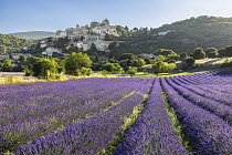 Lavender (Lavandula sp.) fields, Simiane la Rotonde, Provence, France, July 2023.