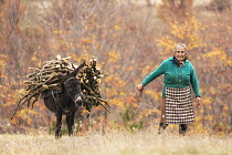 Elderly woman harvesting firewood with donkey, Rhodope Mountains, Bulgaria, November 2016.