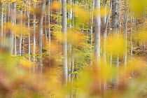 Beech (Fagus sp.) forest in autumn, Western Rhodope Mountains, Bulgaria, November 2017